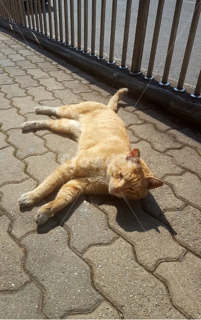 고양이,길고양이,냥이,치즈냥이,일광욕고양이,cat,동물,animal,포유류,mammal,고양이,cat,kitten,kitty