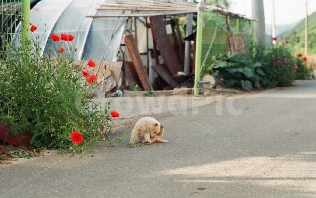 시골,강아지,개,똥깨,필름감성,감성,꽃,진돗개,동물,countryside,puppy,pet,animal,dog,시골,마을,풍경,landscape,country,rural,town,동물,animal,포유류,mammal,개,강아지,dog,doggy