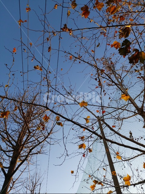 plant,식물,leaf,잎,sky,나뭇잎,하늘,맑은하늘,가을,autumn,나무,tree