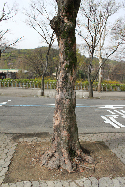 나무,공원,가로수,산책길,산책로,길,나뭇가지,나뭇결,난간,조경,봄,자연,풍경,식물,기둥,나무기둥,우드,도로,찻길,보도블럭,식물,자연,plants,nature,나무,trees,wood