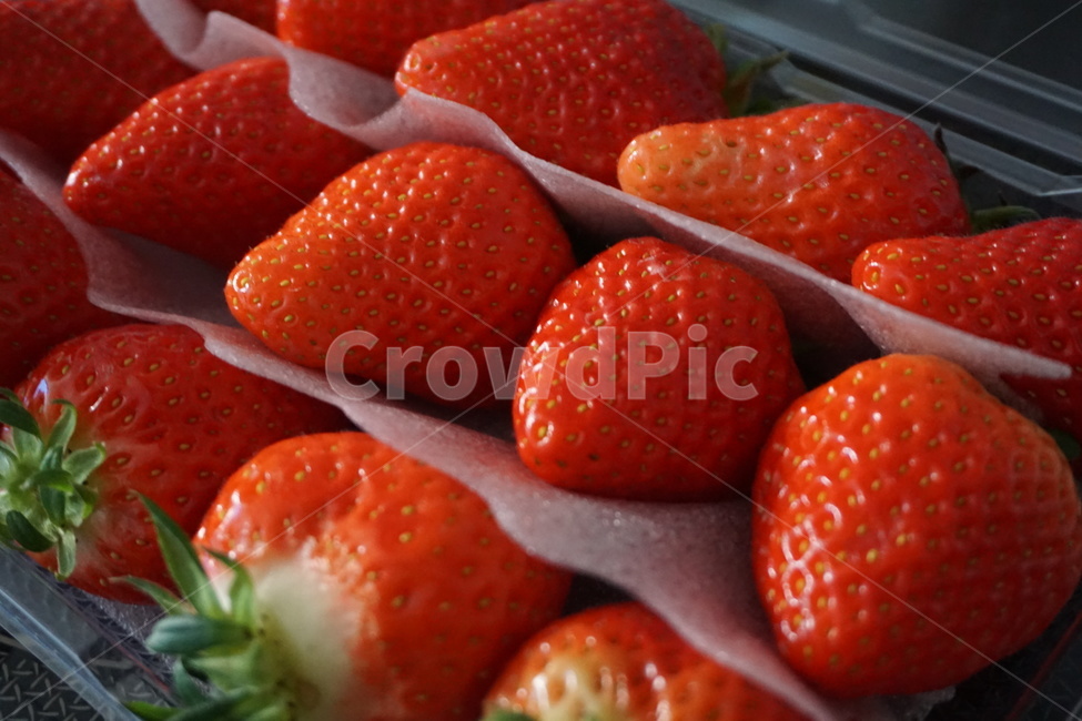 딸기,빨강,겨울,과일,strawberry,과일,열매,fruit