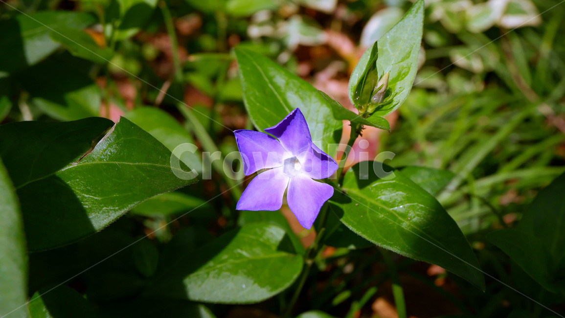 빈카메이저,꽃,꽃밭,봄꽃,야외,화초,plant,식물,leaf,잎,blossom,공원,정원,가든,가드닝