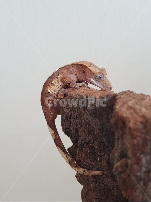 도마벰,게코,크레스티드게코,gecko,reptile,파충류