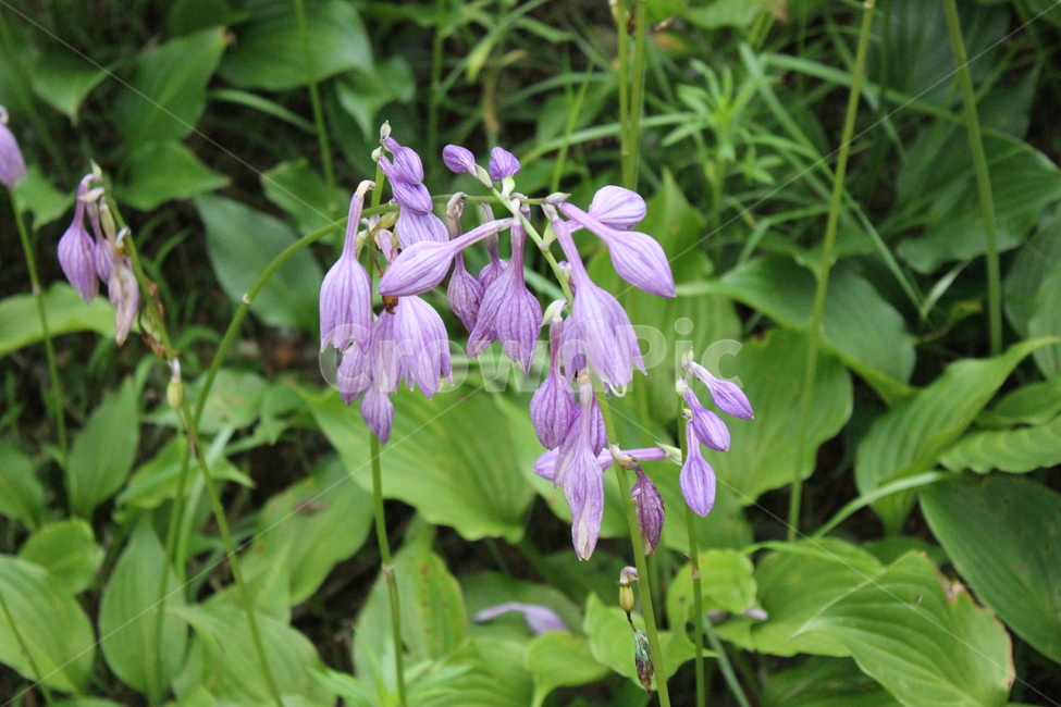 꽃,보라색,싱그러움,자연,초록색,식물,자연,plants,nature,꽃,flower