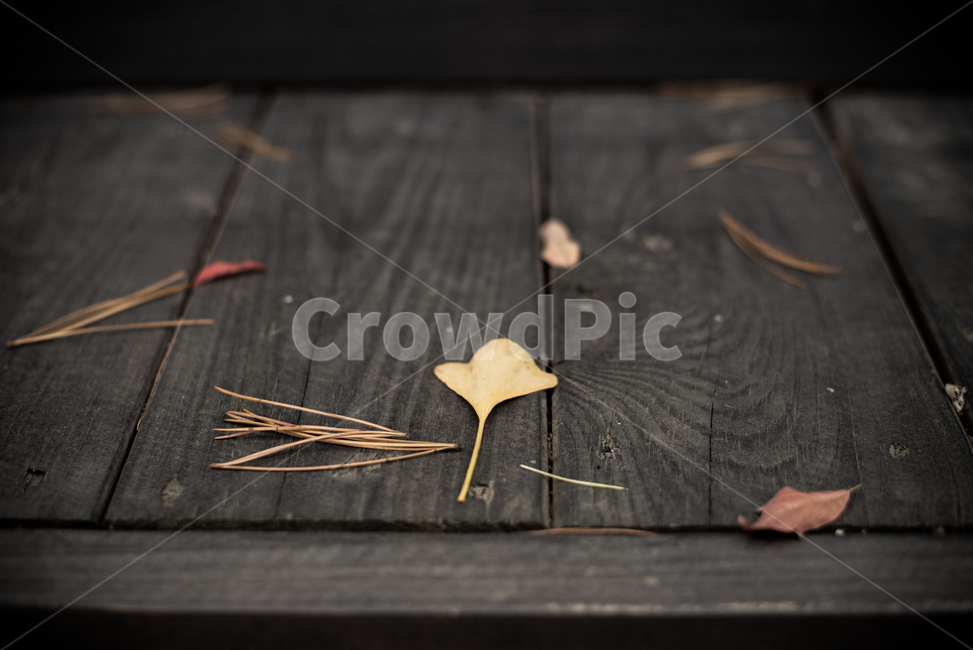 가을,낙엽,벤치,가을느낌,다크,단풍,감성,식물,잎,가을,계절,fall,autumn,season,leaf,plant