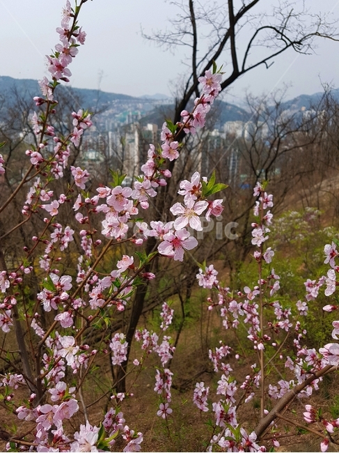 봄꽃,걷기,안산자락길,분홍,꽃,식물,자연,plants,nature,꽃,flower