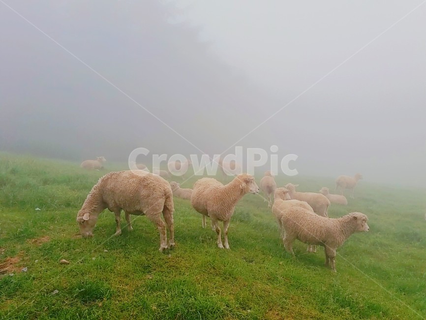 sheep,양,mammal,포유류,animal,동물,초원,초목,식물,자연,염소,양무리,양떼,동물,animal,포유류,mammal