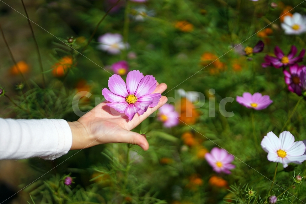 코스모스,가을,손,풍경,스냅,가을,계절,fall,autumn,season,식물,자연,plants,nature,꽃,flower,사람,인물,인간,human,person,연출,컨셉,콘셉,direction,concept,geranium,제라늄,plant,blossom
