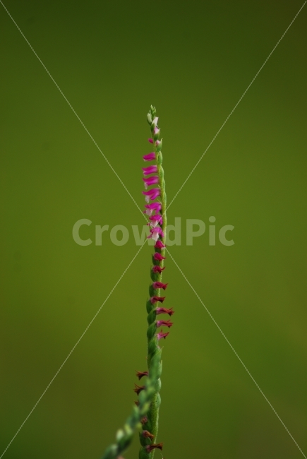 타래난,야생화,꽃,신기한모양,식물,식물,자연,plants,nature,꽃,flower