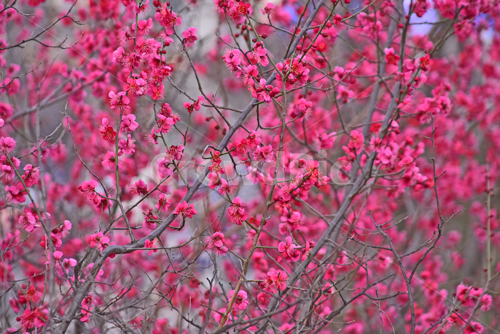 홍매화,매화꽃,봄꽃,시즌,계절,배경,바탕,백그라운드,진분홍색,나무꽃,plant,식물,petal,꽃잎,flower,꽃,blossom,만발,절정,야외,season,옥외,아웃도어