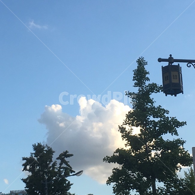 plant,tree,sky,하늘,등,구름