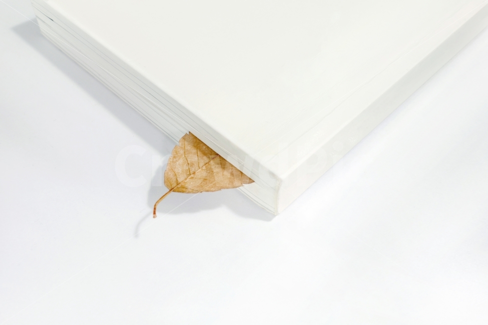 책갈피,책,독서,가을,낙엽,나뭇잎,흰색,계절,북마크,bookmark,book,reading,autumn,leaf,white,season,도서,단풍,취미,가을,계절,fall,autumn,season,교육,학교,공부,education,learning,study,school