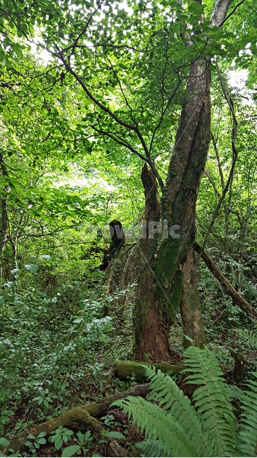 숲,나무,나뭇잎,식물,plant,tree,vegetation,초목,treetrunk,나무줄기,outdoors,옥외,woodland,삼림지,land,nature,자연,forest