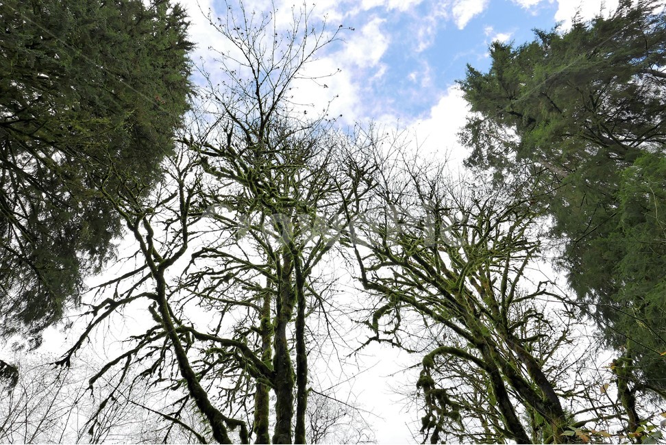 풍경,나무,숲,맑은하늘,푸르름,식물,자연,plants,nature,나무,trees,wood