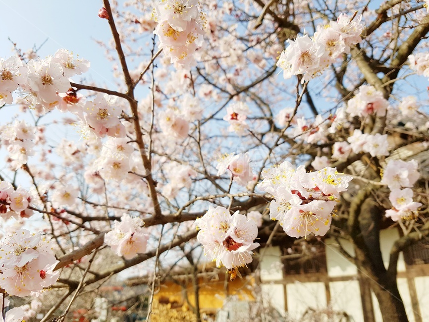 매화,꽃,봄날,봄풍경,봄,외암민속마을,시골,한국자연,자연,자연풍경,풍경,한국풍경,봄,계절,spring,season,식물,자연,plants,nature,꽃,flower,plant,blossom