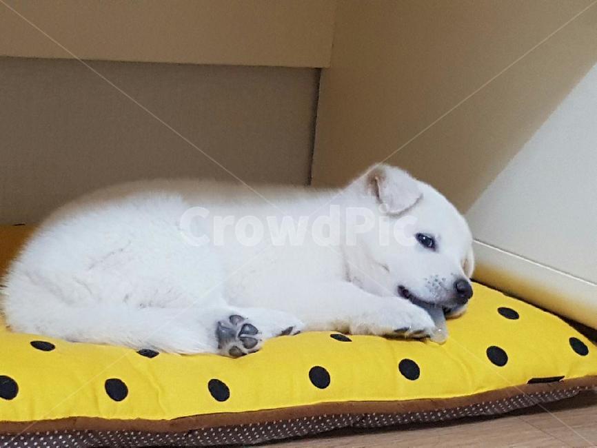 강아지,귀여운강아지,애완견,dog,풍산개
