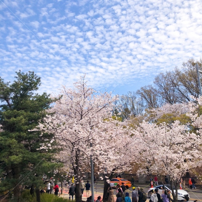 식물,plant,벚꽃,축제,벚꽃축제,하늘,구름,풍경,자연,봄,spring,꽃,blossom,cherryblossom