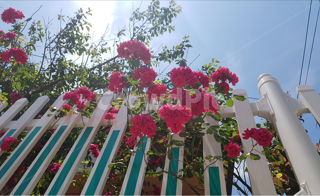 꽃,장미,울타리,하늘,풍경,아름답다,자연,식물,자연,plants,nature,꽃,flower