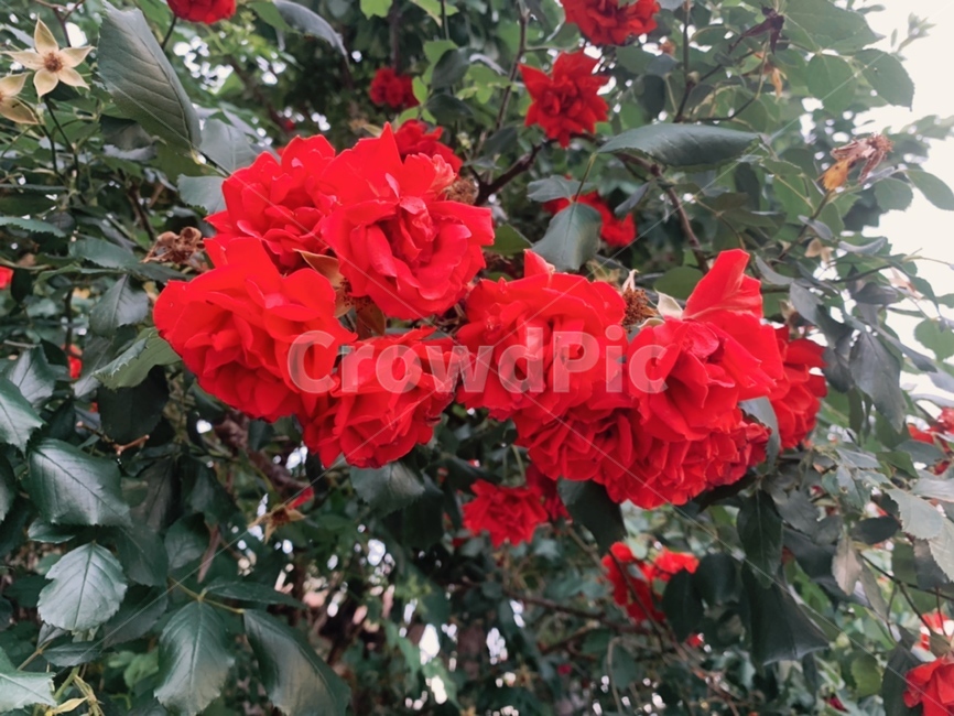 장미,색감,강성,꽃,자연,감성사진,color,red,rose