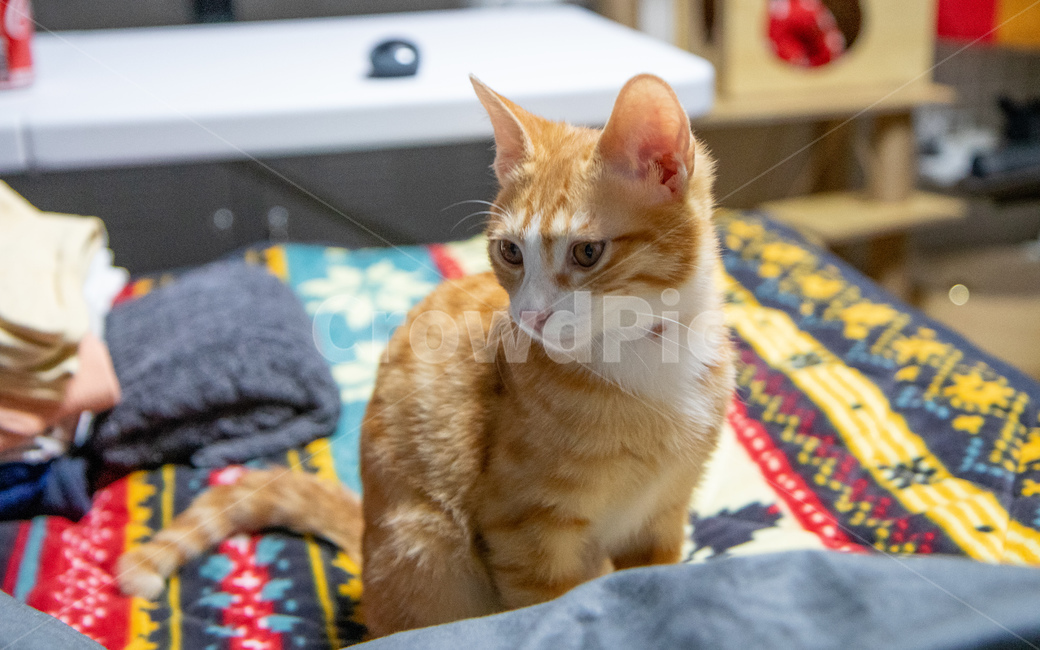 고양이,치즈고양이,치즈태비,아가고양이,집고양이