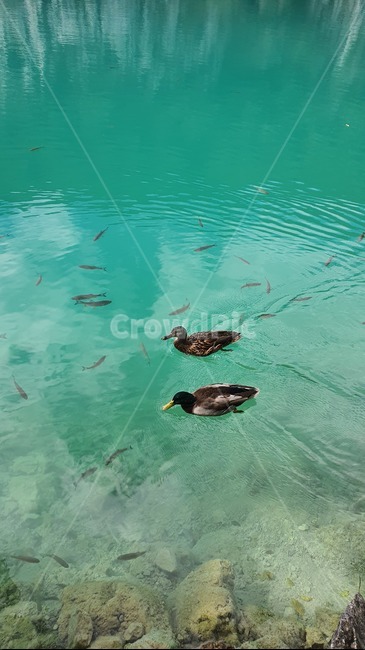 오리,물고기,맑음,커플,duck,동물,animal,조류,새,birds