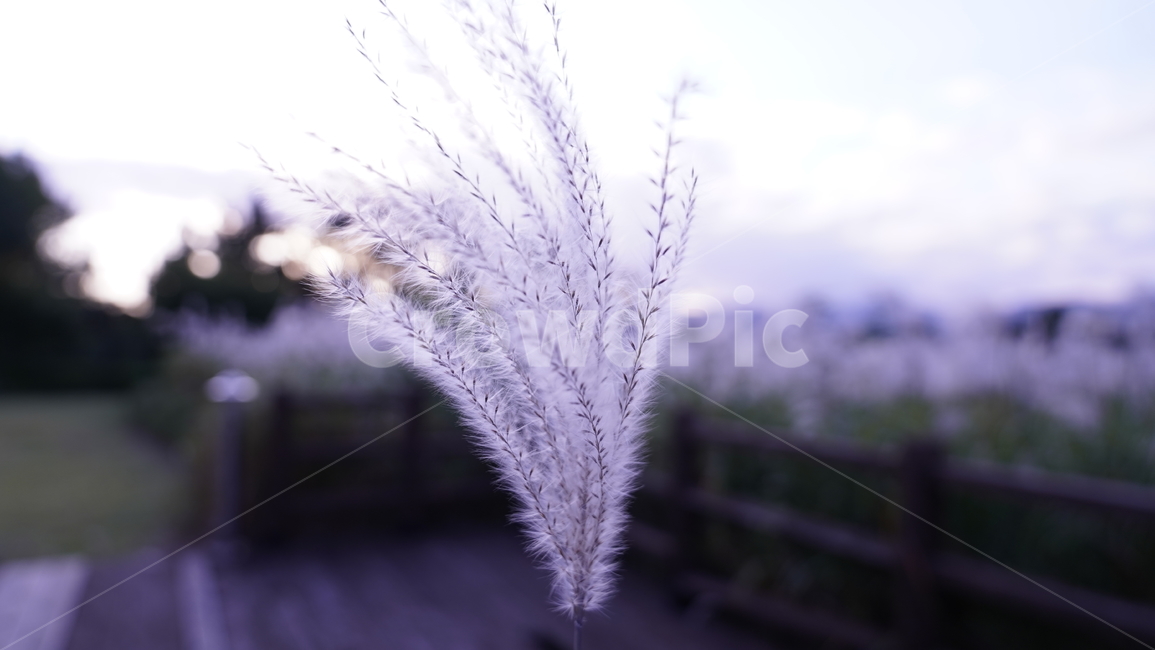 갈대,감성,새벽감성,갈대밭,새벽,가을,계절,fall,autumn,season,식물,자연,plants,nature,grass,잔디,plant,lawn