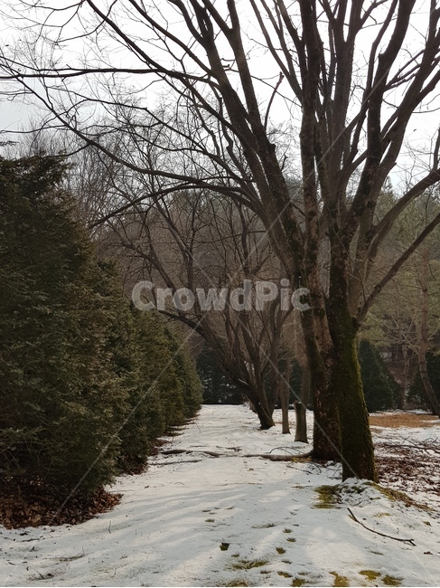 겨울,숲속,눈길,겨울풍경,자연