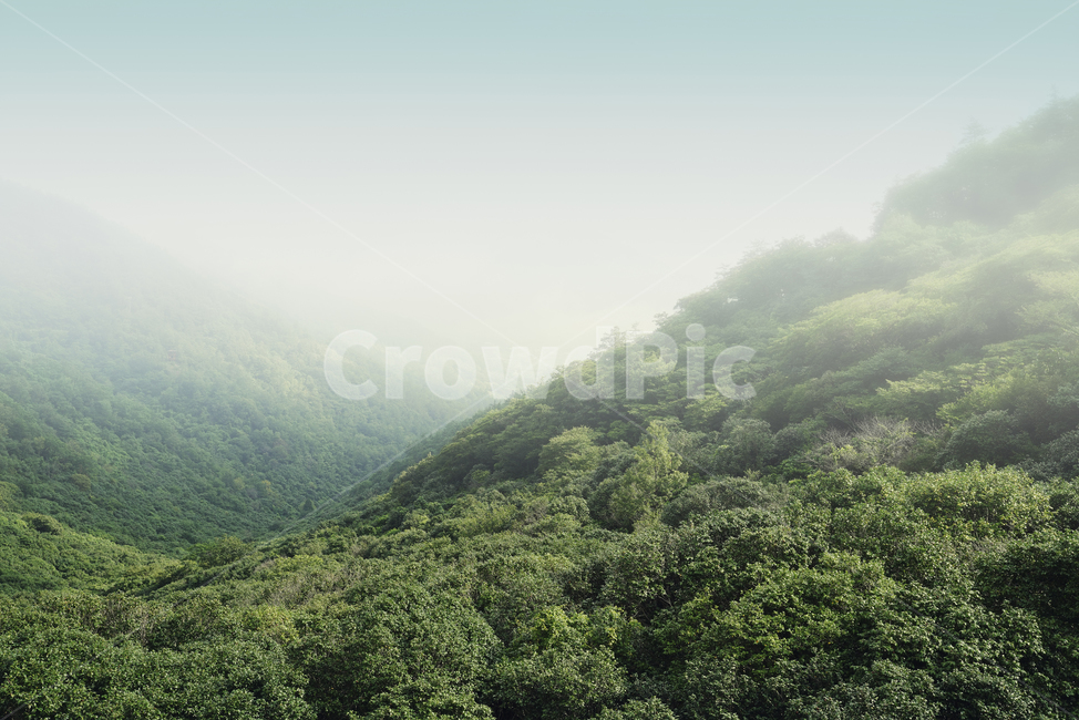 자연,풍경,산,천관산,공원,아침,안개,휴양림,자연휴양림,나무,숲,동백나무,동백숲,동백나무숲,정상,운해,그린,여름,장흥
