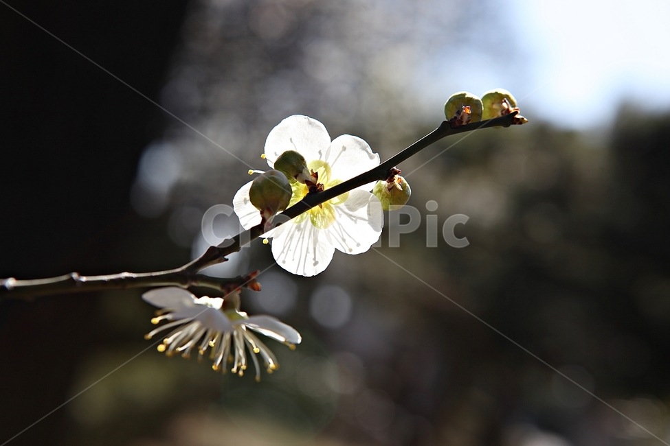 매화,매화꽃,꽃,꽃잎,봄꽃,봄,식물,자연,공원,식물,자연,plants,nature,꽃,flower