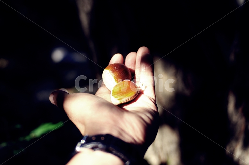 가을,밤,밤송이,그림자,사유,사람,인물,인간,human,person,신체일부,몸,body,과일,열매,fruit