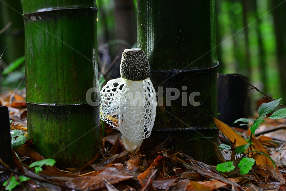 fungus,진균류,plant,버섯,포자,망태버섯,하얀망태버섯,독버섯,자연,식물,소나무숲,여름,대나무,대나무밭