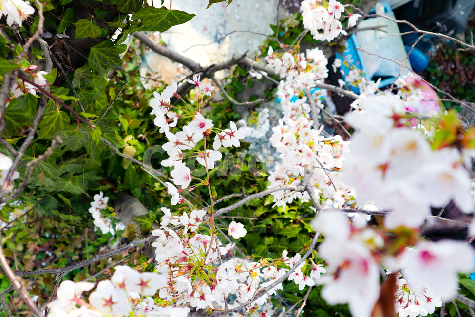 벚꽃,꽃,자연,나무,풍경,봄,봄,계절,spring,season,식물,자연,plants,nature,꽃,flower,plant,blossom