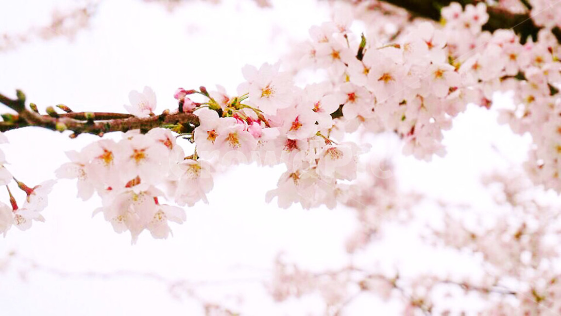 봄,벛꽃,꽃,매화,봄꽃,자연,플라워,flower,감성,분홍,맑은,순수,하얀,꺠끗한,접사,일상,벚나무,봄,계절,spring,season,plant,식물,blossom