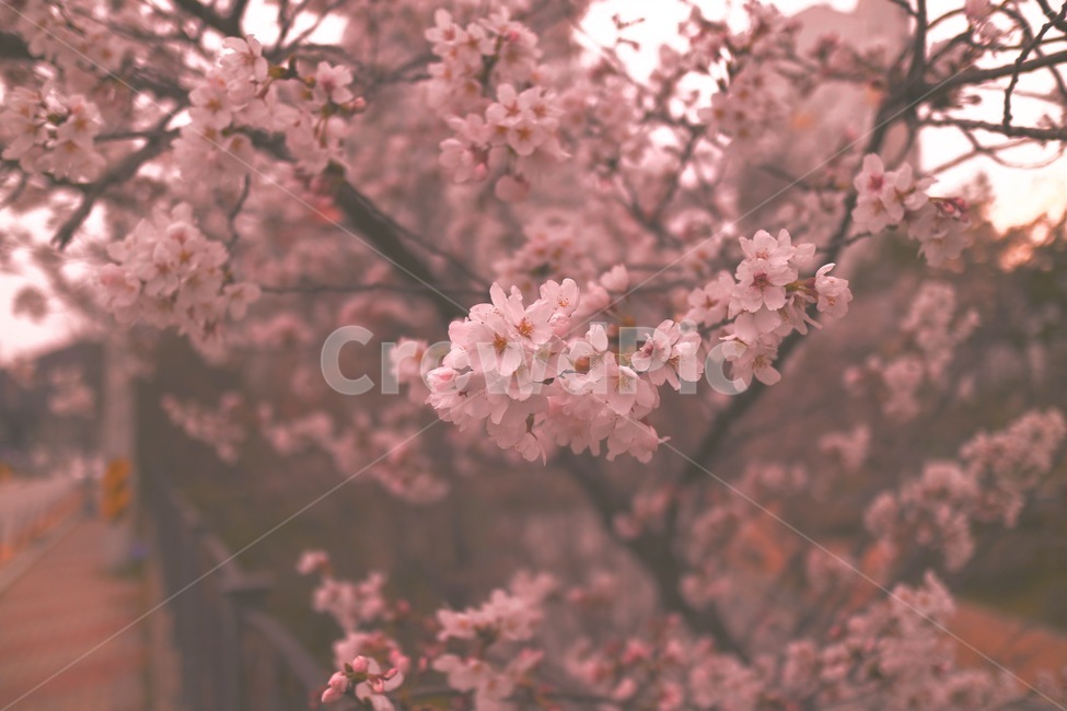 감성사진,색감,plant,식물,flower,blossom,꽃,벚꽃,cheeryblossom,봄꽃
