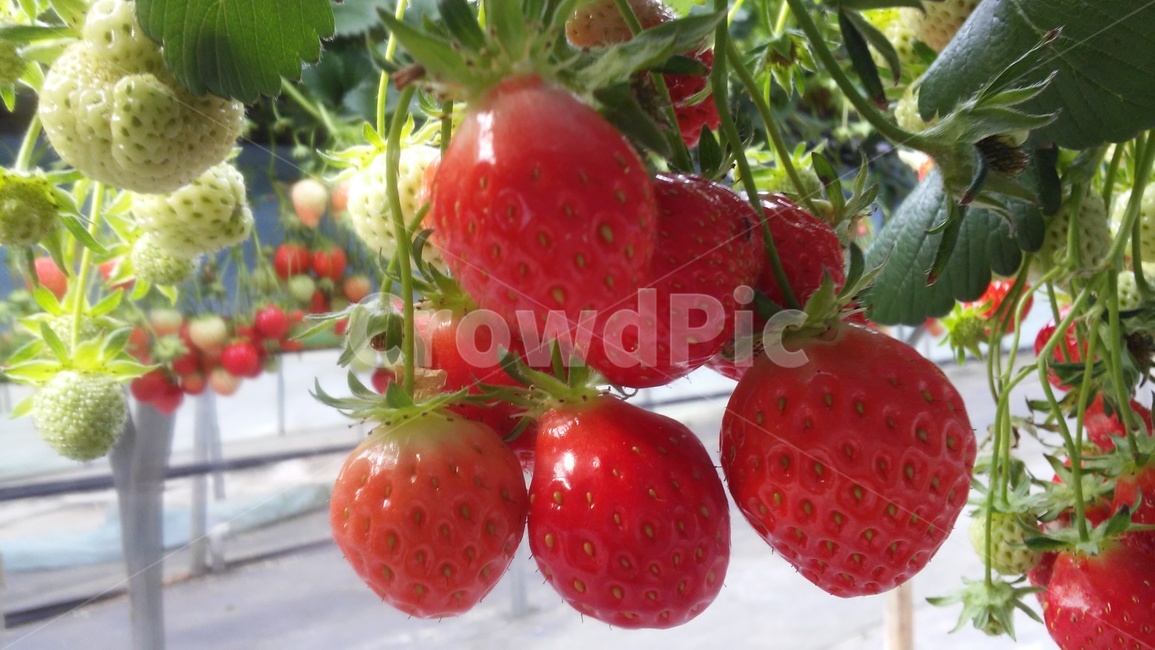 딸기,장미과,여러해살이풀,빨간열매,strawberry,초매,식물,자연,plants,nature,과일,열매,fruit