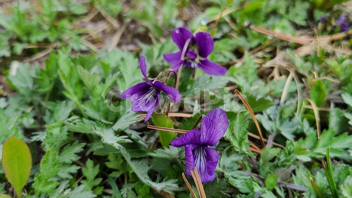 들꽃,야생화,보라색,보라,flower,꽃,봄,봄꽃,보라색꽃,plant,식물