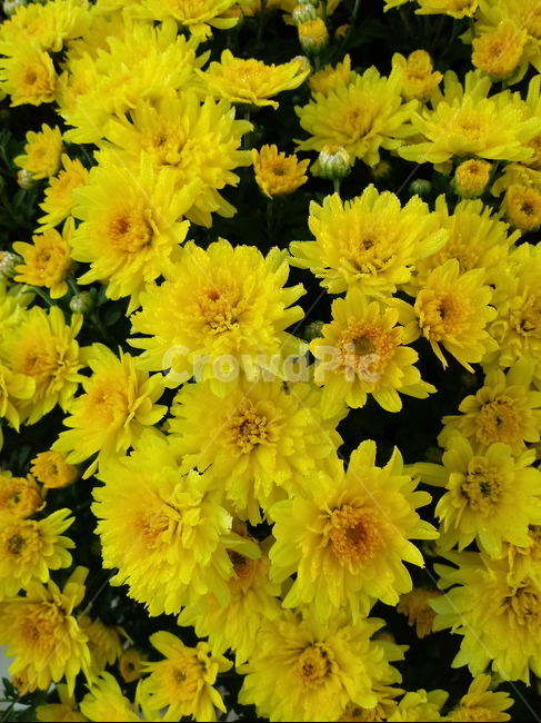 국화,꽃,식물,flower,plant,노란색꽃,식물,자연,plants,nature,꽃,flower