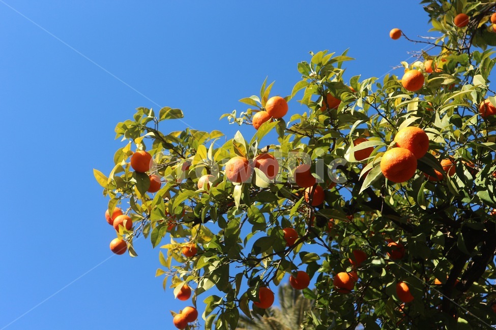 오렌지,자연,하늘,과일,orange,식물,자연,plants,nature,과일,열매,fruit
