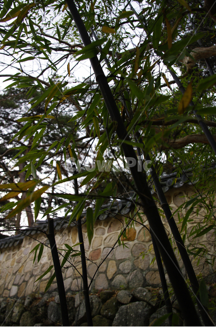 나무,식물,plant,잎,오죽,대나무,식물,자연,plants,nature,나무,trees,wood