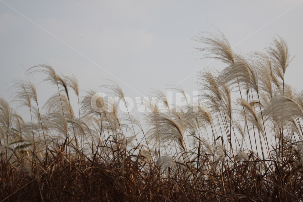 갈대,식물,가을,브라운,잔디,억새,식물,자연,plants,nature