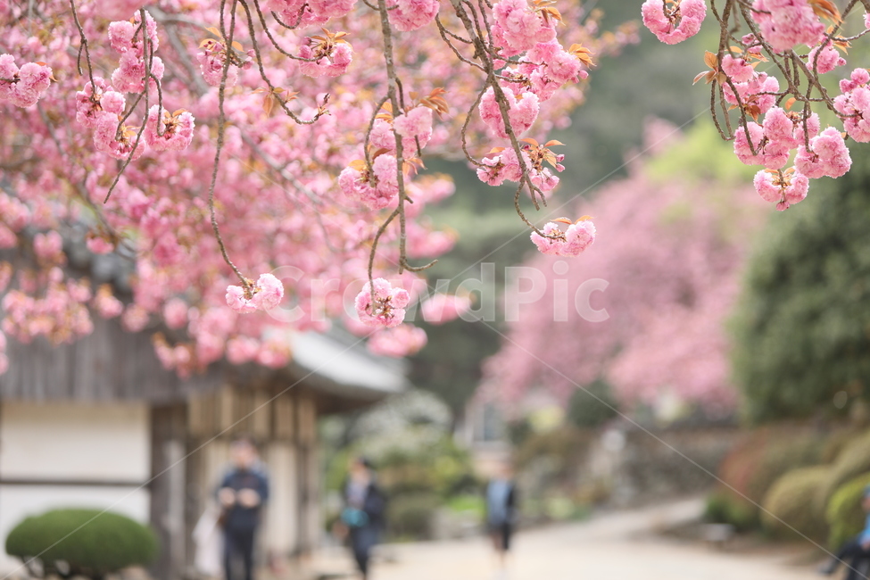 순천,선암사,만첩왕벚,겹벗꽃,벗꽃,사찰,봄,꽃,봄,계절,spring,season,식물,자연,plants,nature,꽃,flower,plant,blossom