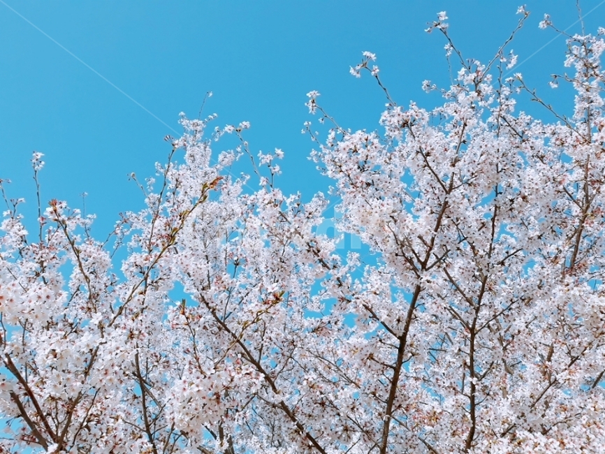 벚꽃,꽃,봄,봄꽃,풍경,감성,하늘과꽃,사쿠라,cherryblossoms,spring,feeling,flower,봄,계절,spring,season,자연,풍경,nature,landscape,plant,식물,flower,blossom,cherry blossom