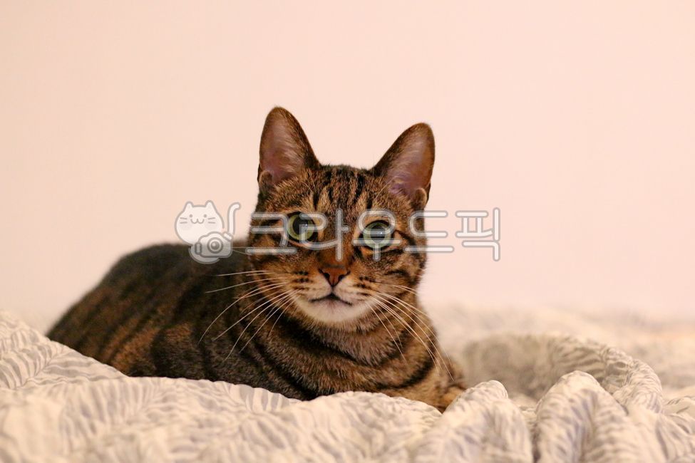 Pets,rest,Korean Shorthair,cat,nose short,animal,mammalia,pet