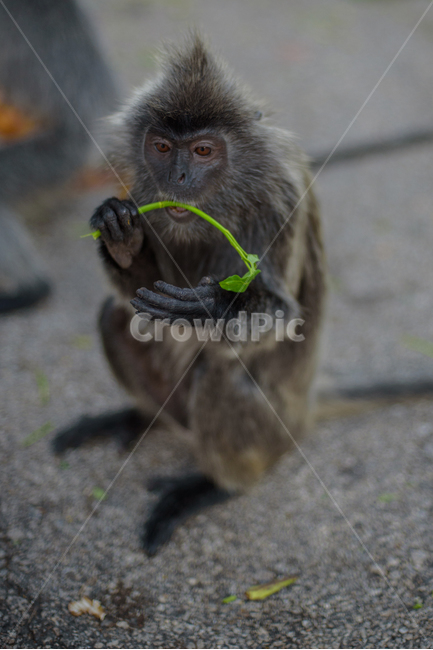 monkey,원숭이,wildlife,야생생물,동물,animal,포유류,mammal,동물,animal,포유류,mammal