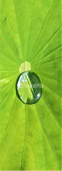 물방울,연꽃,droplet,green,chfhr,식물,자연,plants,nature