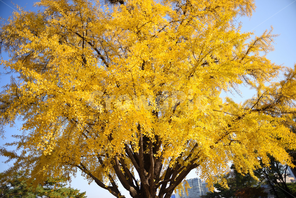 은행나무,나무,단풍,식물,tree,가을,계절,fall,autumn,season