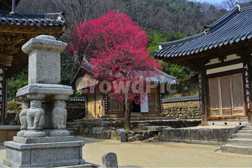 outdoors,옥외,architecture,건축물,building,건물,plant,식물,구례,화엄사,사찰,절,불교,유적지,문화재,경치,경관,풍경,홍매화,흑매,화엄사홍매화,탑