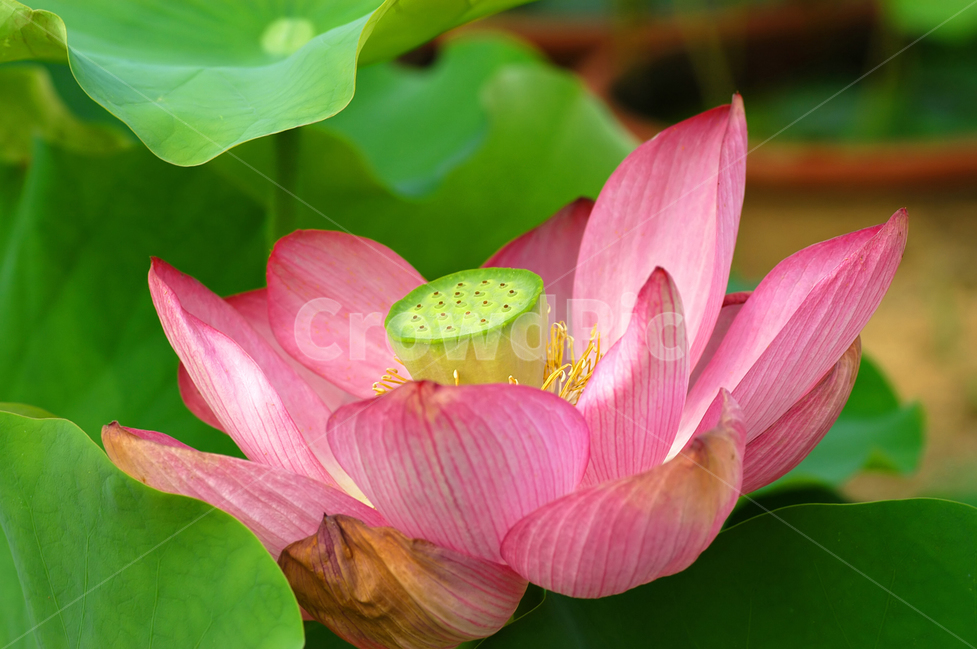 연꽃,수련,연잎,연못,꽃,플라워,식물,자연,한송이,꽃잎,식물,자연,plants,nature,꽃,flower