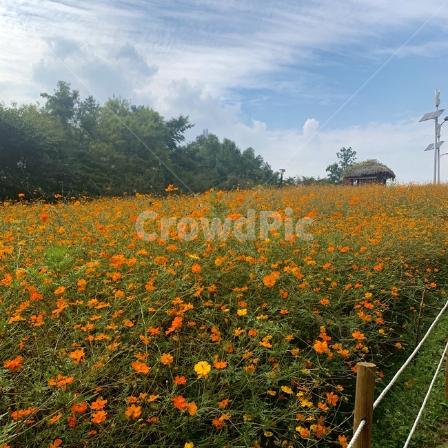 들,nature,자연,grassland,들꽃마루,코스모스