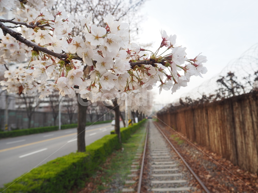 기찻길,봄,벚꽃,cherry,blossom,railroad